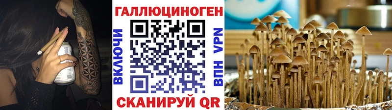 ссылка на мегу tor  Саянск  Псилоцибиновые грибы Psilocybe 